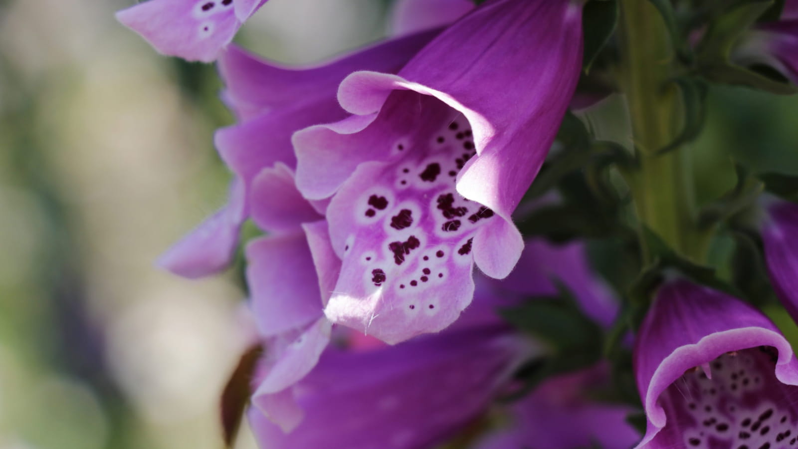 Fleurs au jardin des faïenciers