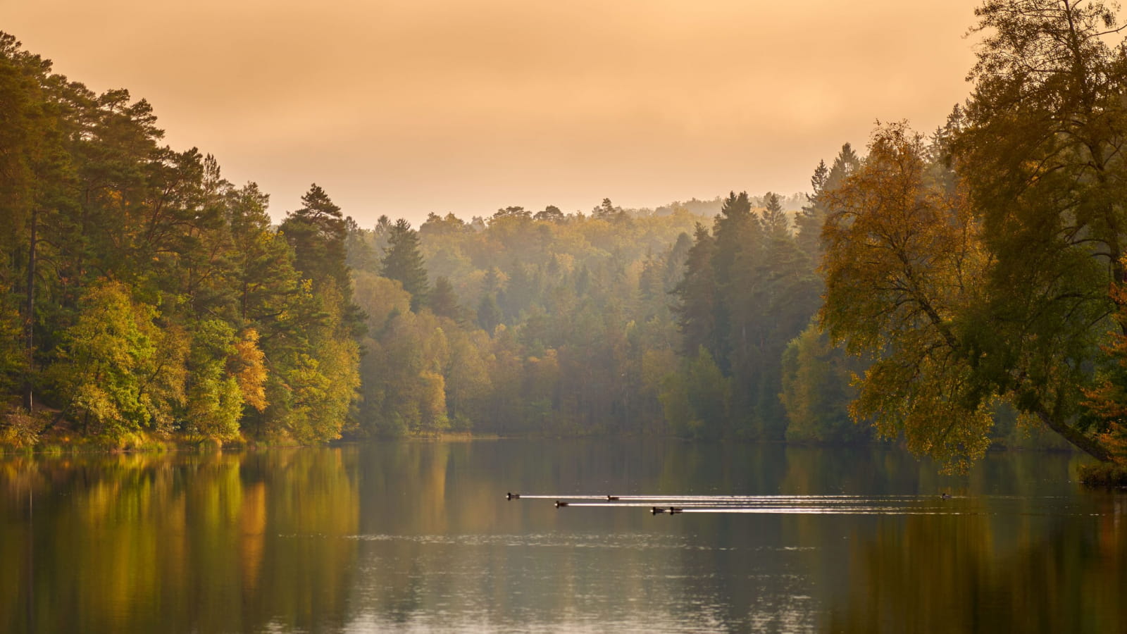 Forêt de Sarralbe Automne