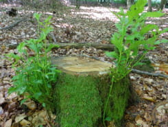 JOURNÉES DU PATRIMOINE - DÉCOUVERTE HISTORIQUE ET SCIENTIFIQUE DU MILIEU FORESTIER