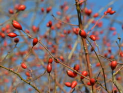 SORTIE NATURE - FRUITS SAUVAGES ET FRUITS OUBLIÉS