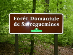 JOURNÉES DU PATRIMOINE - DÉCOUVERTE HISTORIQUE ET SCIENTIFIQUE DU MILIEU FORESTIER