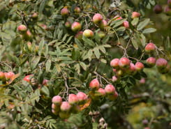 SORTIE NATURE - FRUITS SAUVAGES ET FRUITS OUBLIÉS